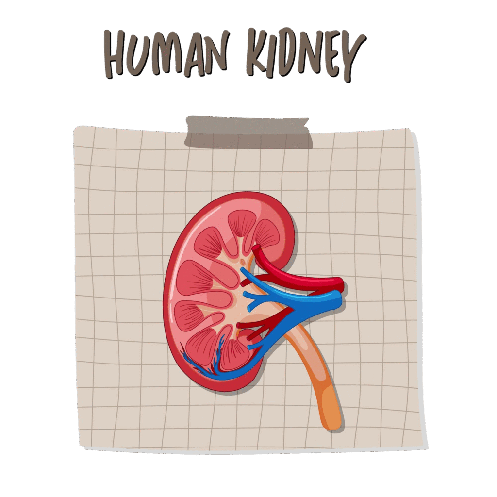 Medical illustration of a human kidney showing internal structures like nephrons, arteries, and veins on a graph paper background.