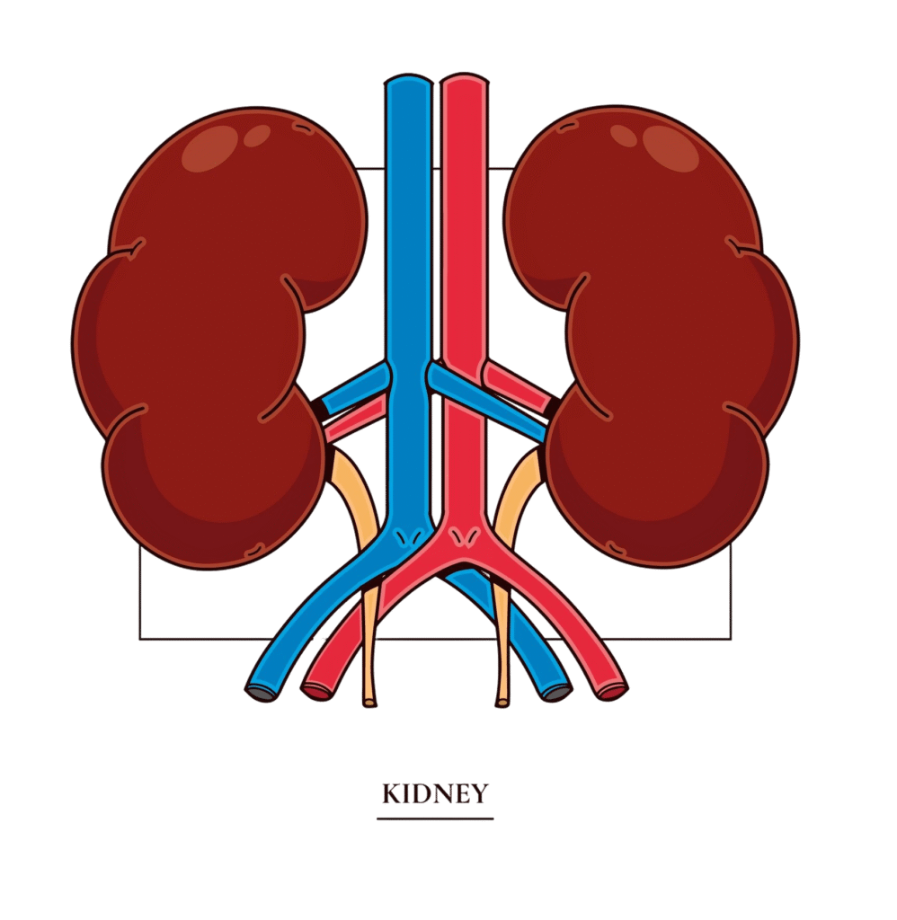 Simplified anatomical illustration of human kidneys with arteries and veins for educational and medical use.