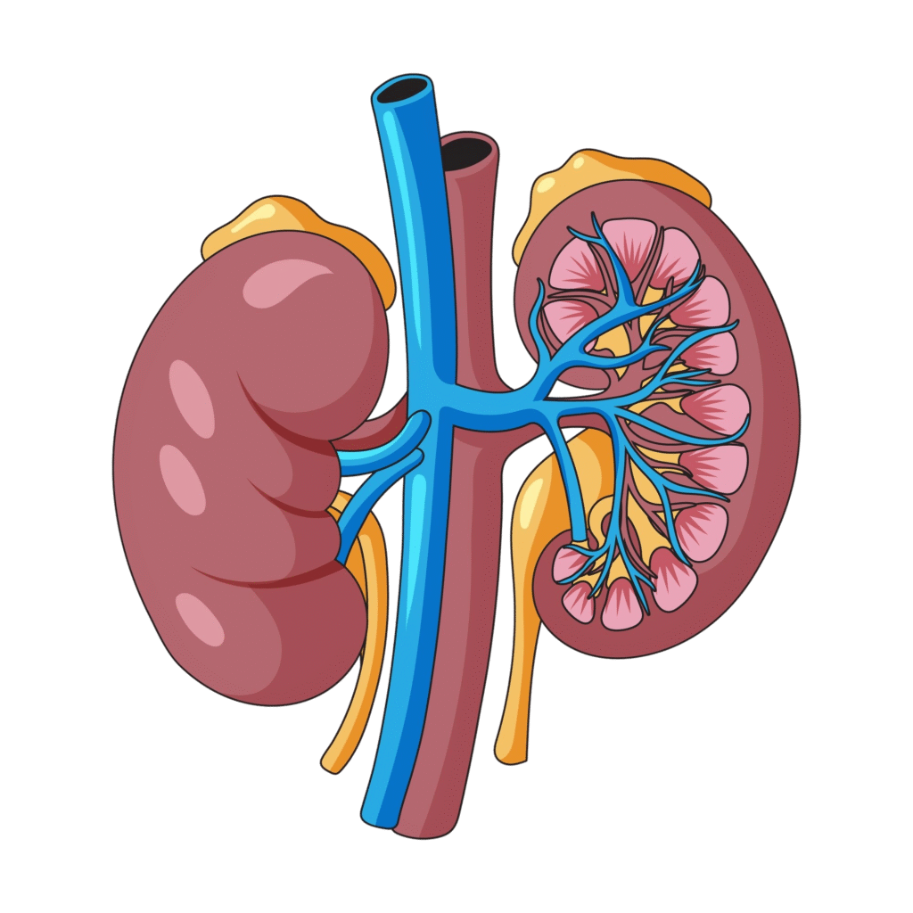 Illustration of human kidneys showing internal structure, renal arteries, veins, nephrons, and adrenal glands, highlighting kidney function anatomy.