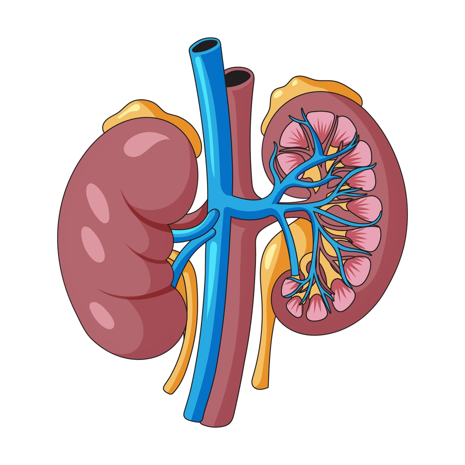 Illustration of human kidneys showing internal structure, renal arteries, veins, nephrons, and adrenal glands, highlighting kidney function anatomy.