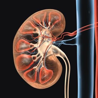 3D illustration of human kidney showing blood vessels, nephrons, and ureter, used by Dr. Harshita Sharma, nephrologist in Bhopal, to explain kidney structure and circulation.
