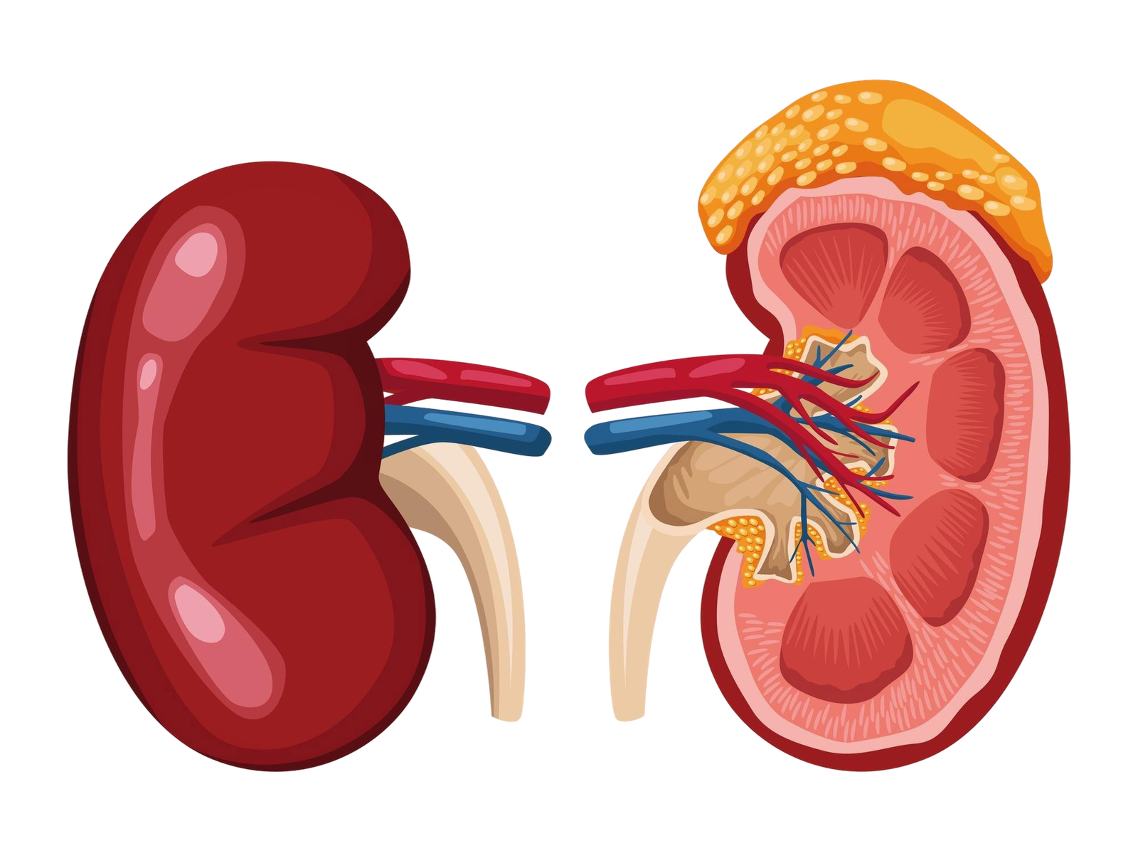 Illustration of human kidneys showing internal structure with renal arteries and veins