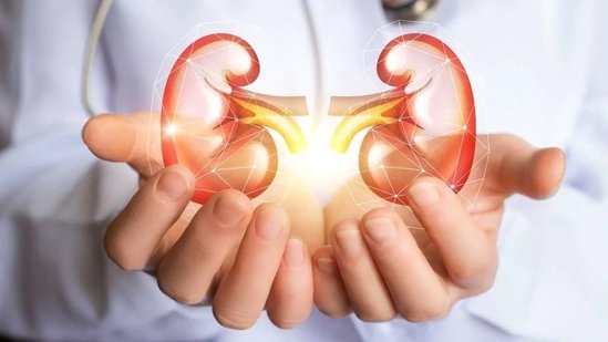 A doctor holding a digital illustration of human kidneys – symbolizing kidney care, nephrology treatment, and renal health.