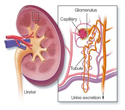 Diagram of human kidney showing glomerulus and nephron structure used by Dr. Harshita Sharma, Nephrologist in Bhopal, to explain kidney function and filtration.